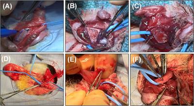 Evaluation of Bi-Layer Silk Fibroin Grafts for Penile Tunica Albuginea Repair in a Rabbit Corporoplasty Model